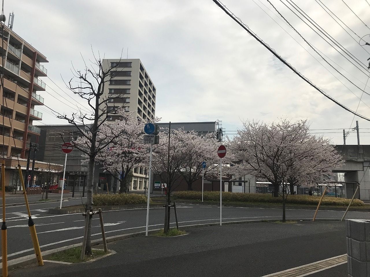 流山セントラルパークの駅前桜開花情報です。