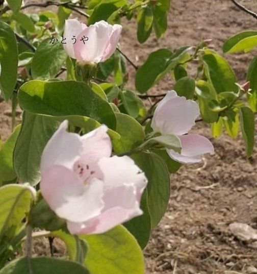 南仏プロヴァンスの春の風物詩アーモンドのお花