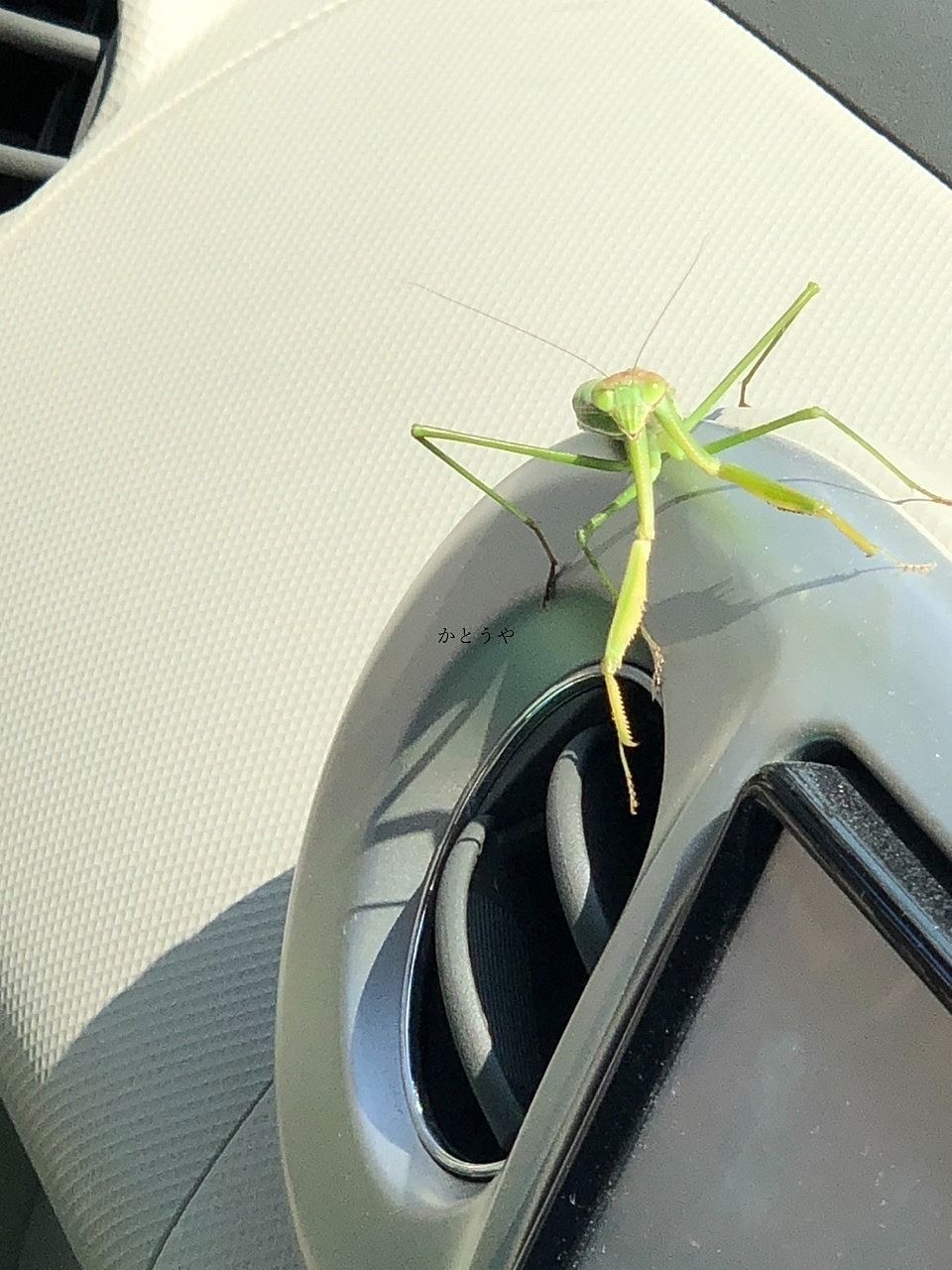 カマキリが車に！(笑)