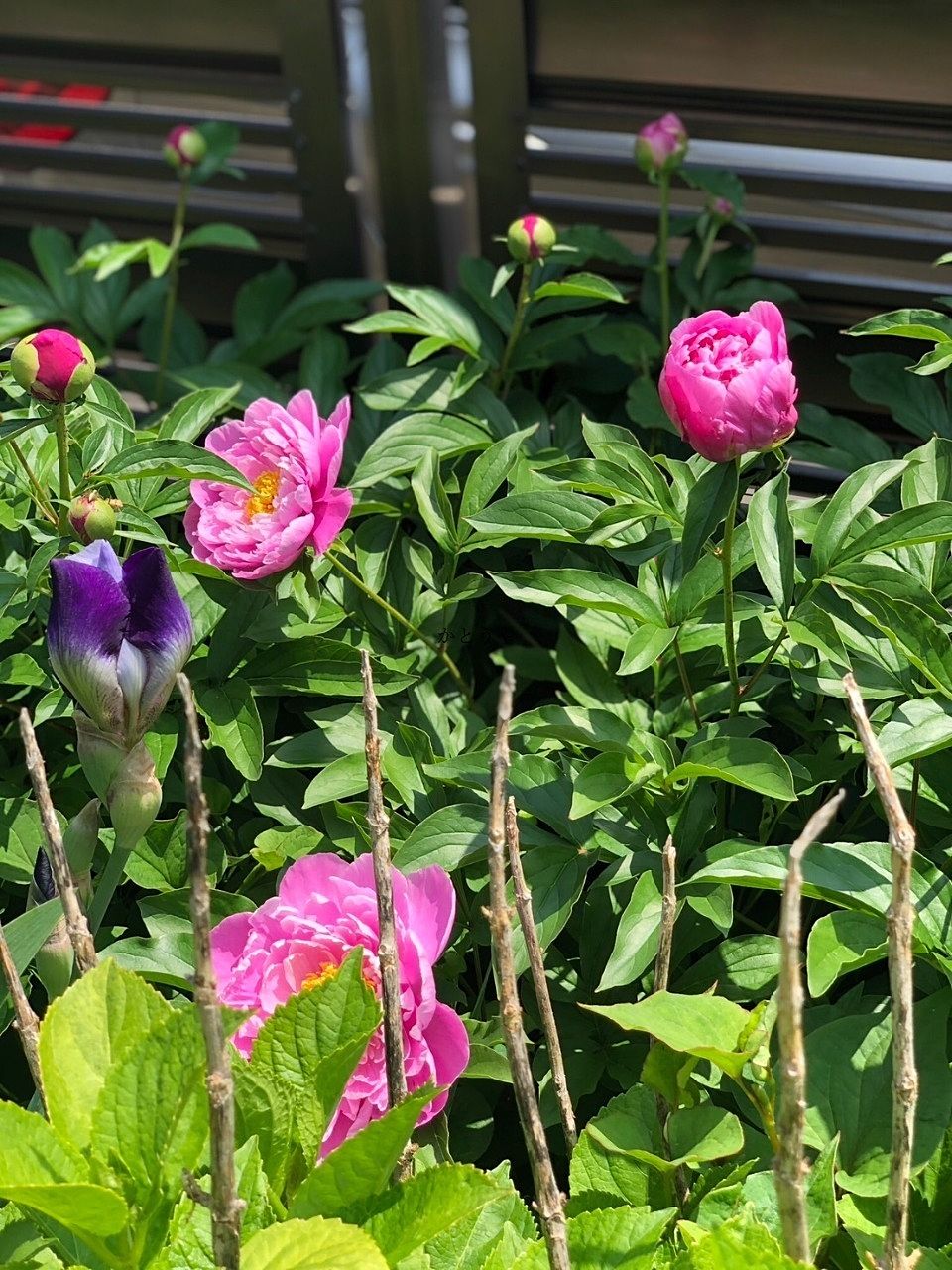 芍薬が咲きました