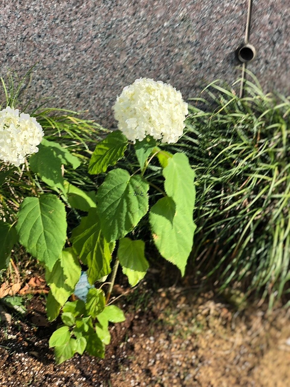 アナベル アナベル