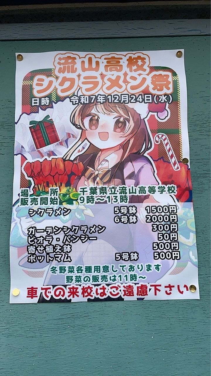 流山高校シクラメン 流山高校シクラメン
