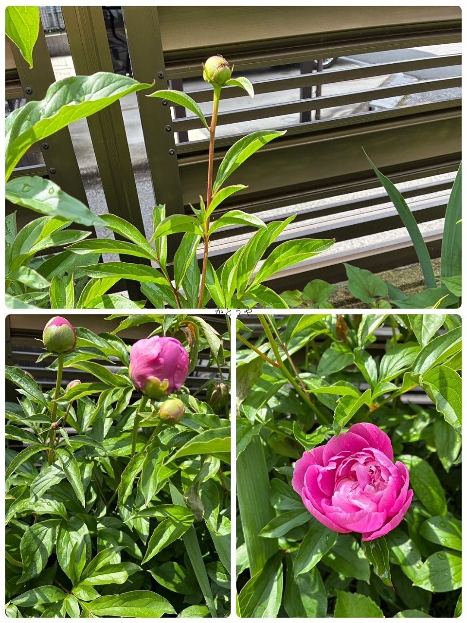 芍薬と牡丹 芍薬と牡丹