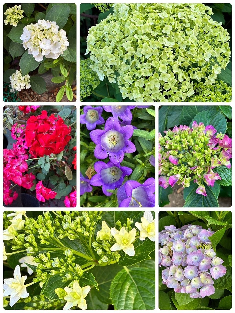 庭のお花たち2026